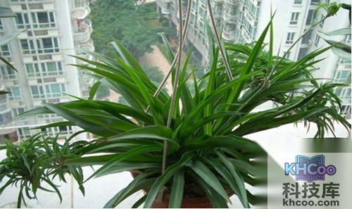 【防电脑辐射的植物】吊兰