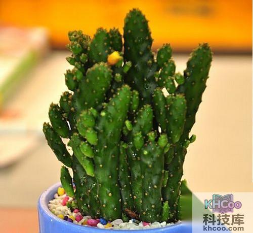 【防电脑辐射的植物】仙人掌或仙人球