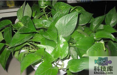 【防电脑辐射的植物】绿萝