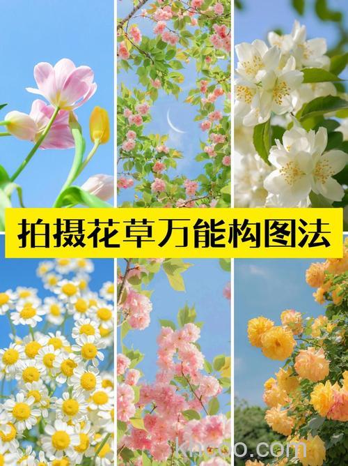 花卉摄影怎么构图 花卉摄影构图详细教程