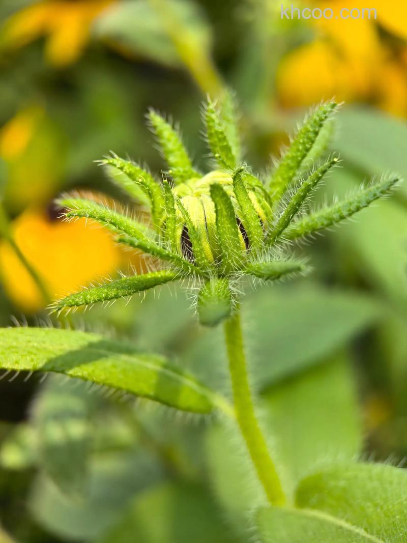 微距镜头一定需要吗 微距镜头常见误解