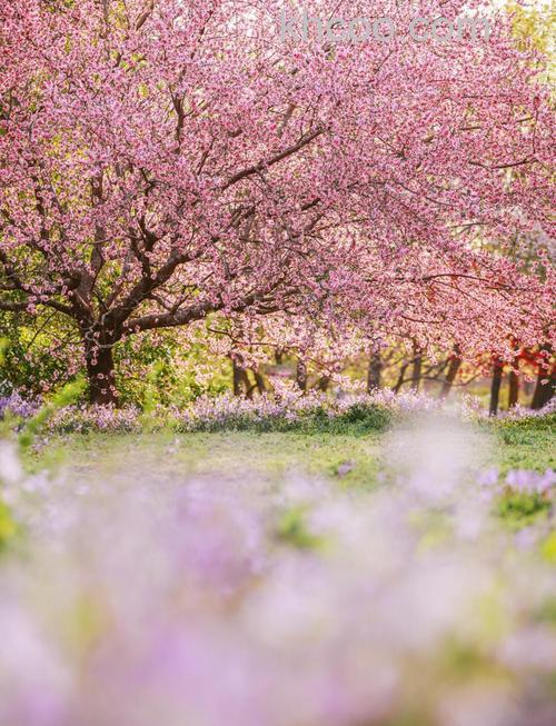 树上花拍摄技巧有哪些 如何拍摄满园春色【详细介绍】