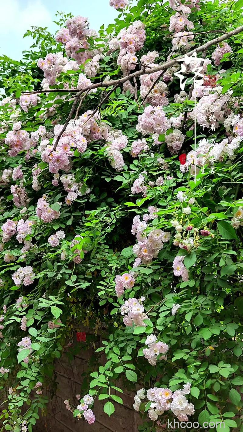 努比亚z60ultra拍照好看吗 努比亚z60ultra拍照什么水平【详解】