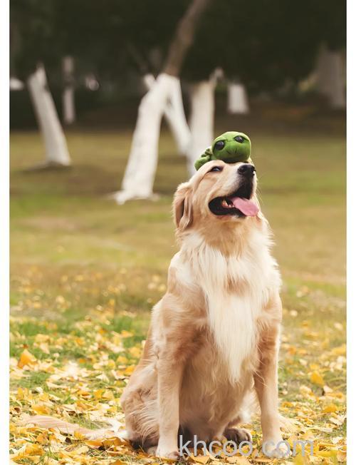 如何拍摄宠物照片 宠物照片拍摄技巧