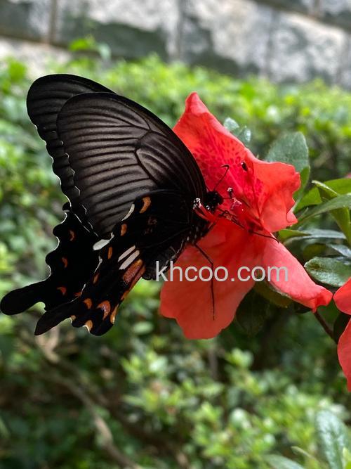 花与昆虫拍摄有什么技巧 花与昆虫拍摄技巧