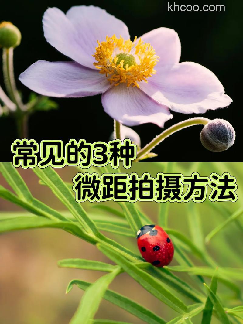 微距摄影技巧有哪些 微距摄影注意事项【详细介绍】