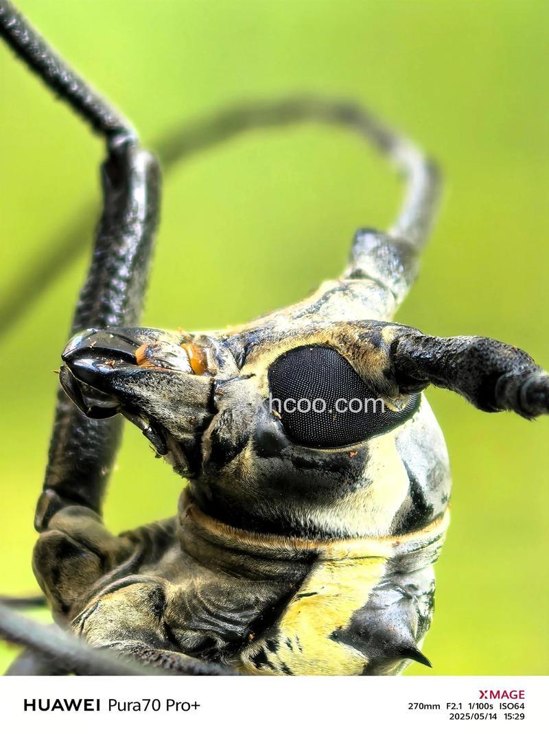 如何拍摄好昆虫照片 微距拍摄昆虫技巧分享