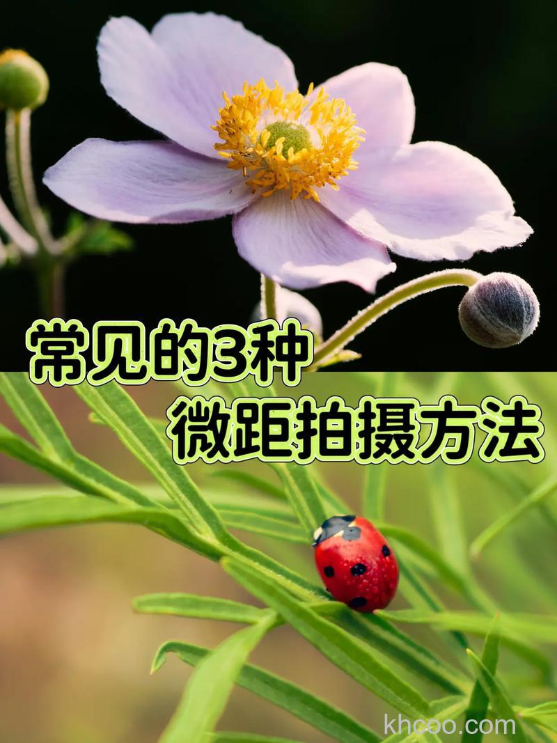 如何拍摄数码微距摄影 拍摄数码微距摄影技巧总结