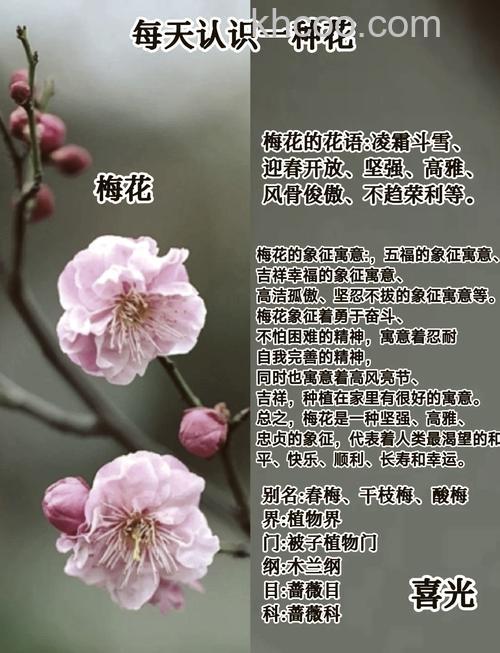 拍摄梅花需要注意什么