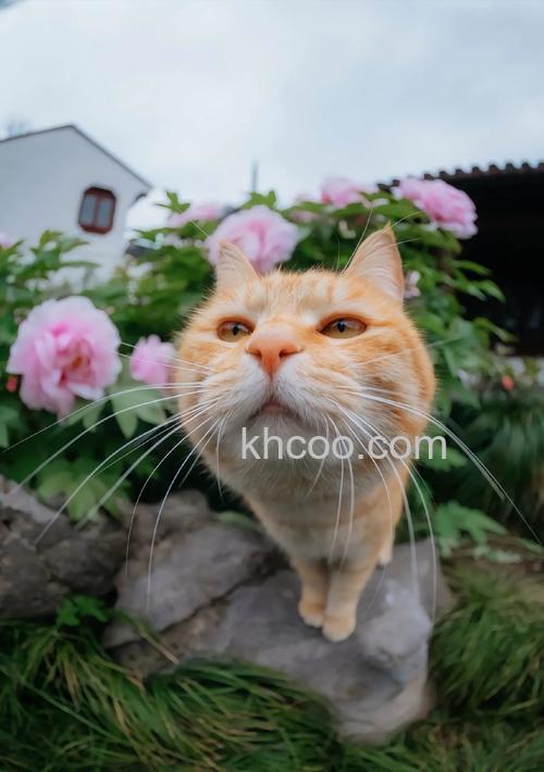 拍摄猫咪有什么构图技巧