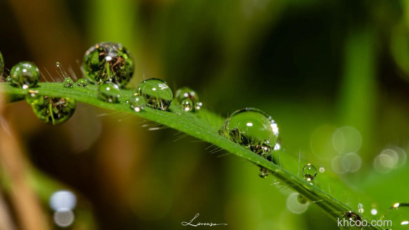 微距镜头哪款好 微距镜头推荐