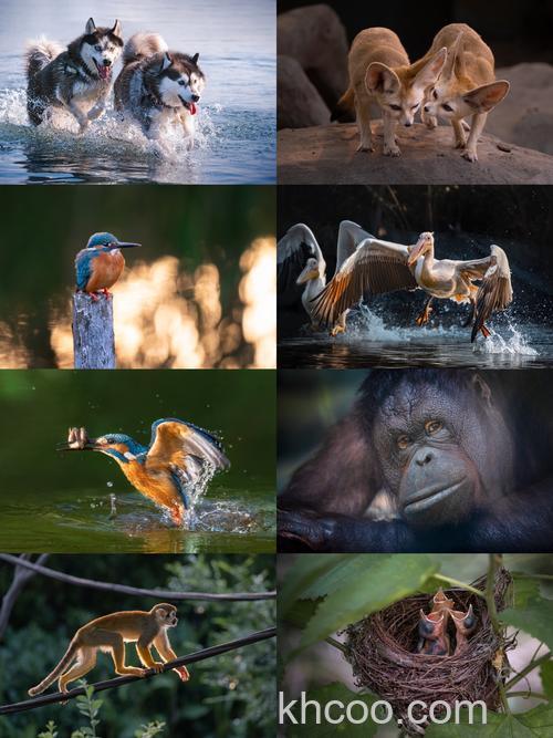 如何进行动物摄影创作