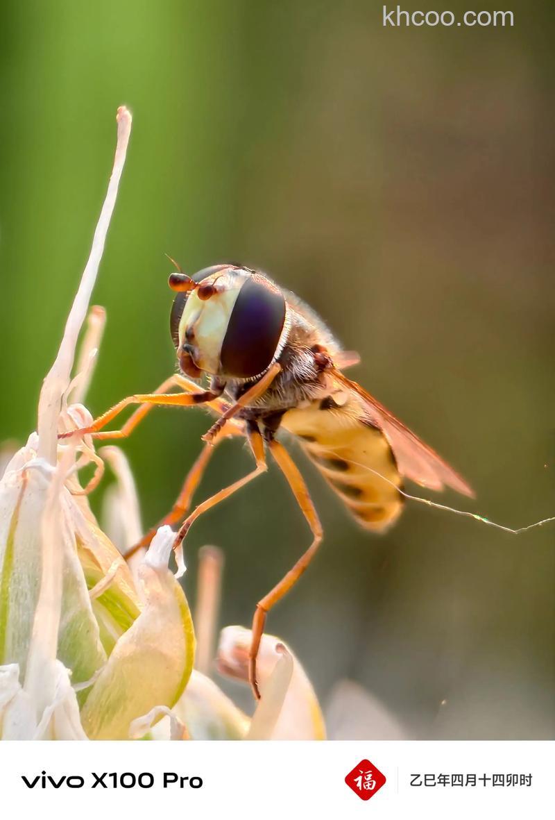 拍摄昆虫有什么技巧