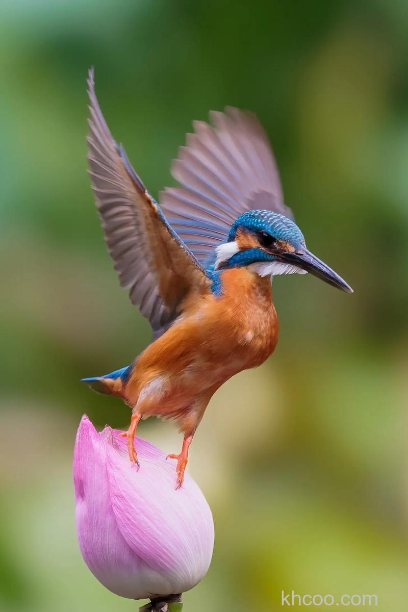 鸟类摄影有什么技巧