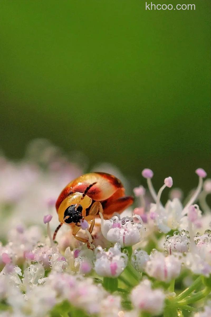如何拍摄花卉上面的昆虫
