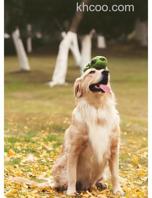 如何拍出宠物的自然表情