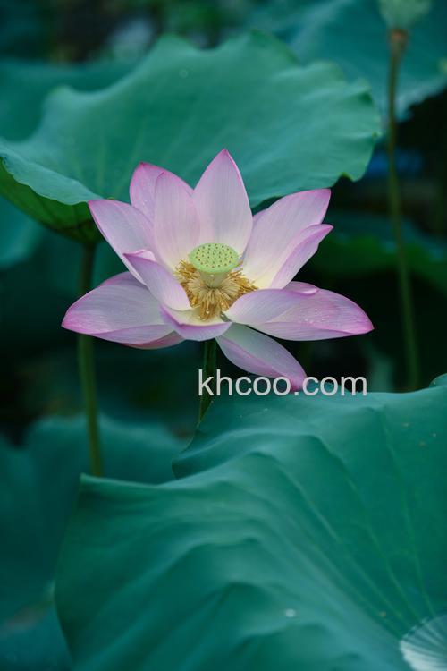 如何拍摄荷花(6175)