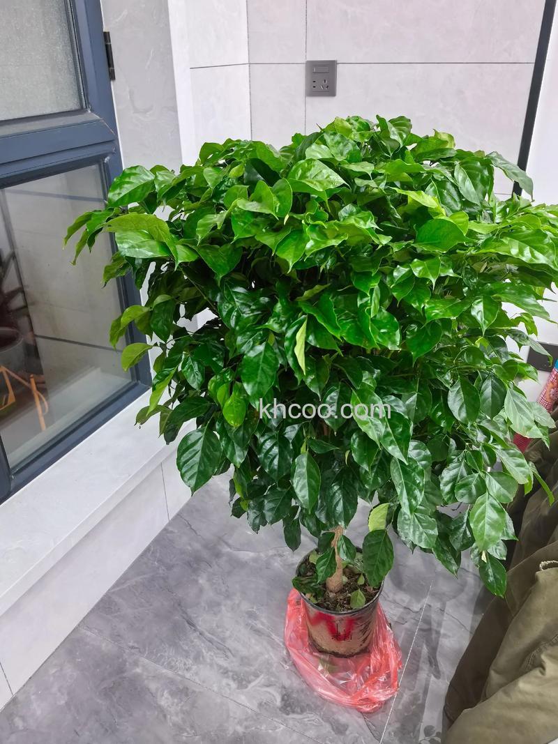 迅雷幸福树是什么