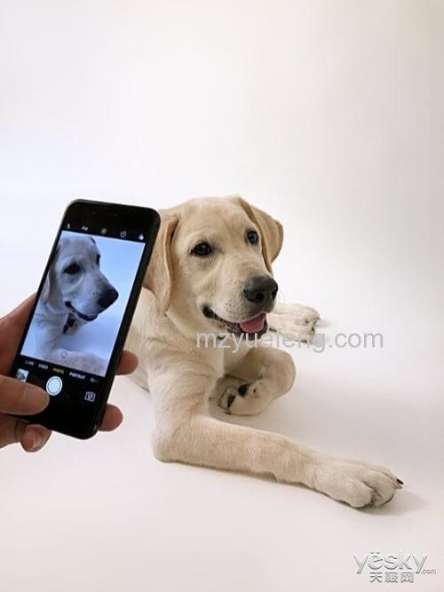 如何利用iPhone拍摄家庭宠物?利用iPhone拍摄家庭宠物技巧